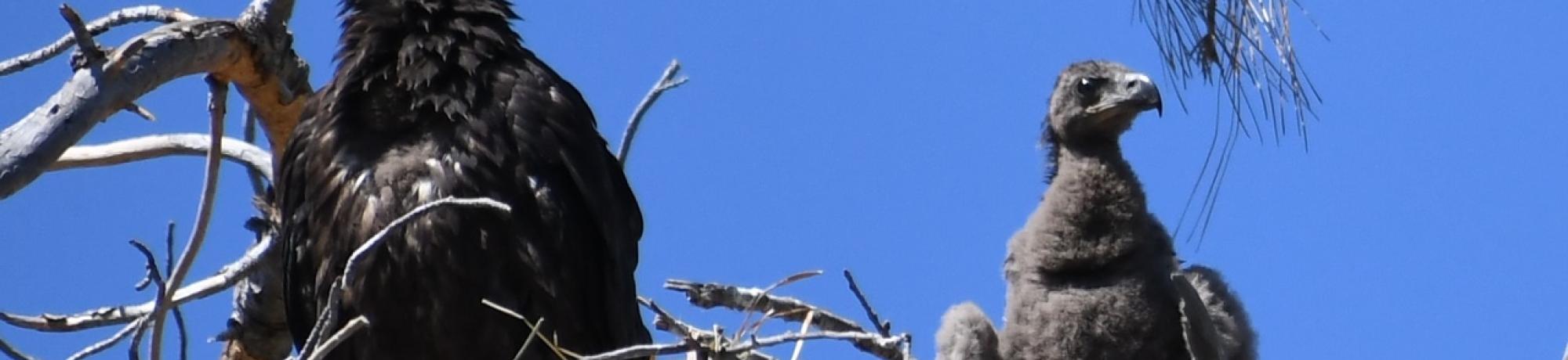 peewee the bald eagle