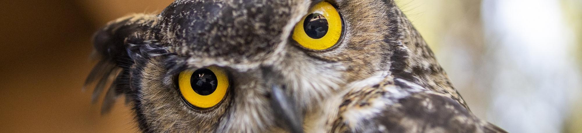 Great Horned Owl Forrest