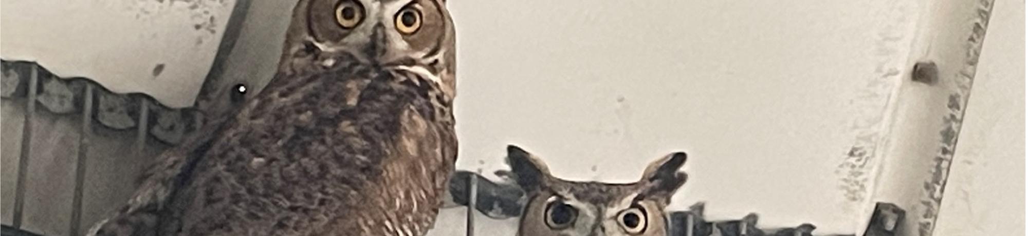 Mad Eye and Squint the great horned owls