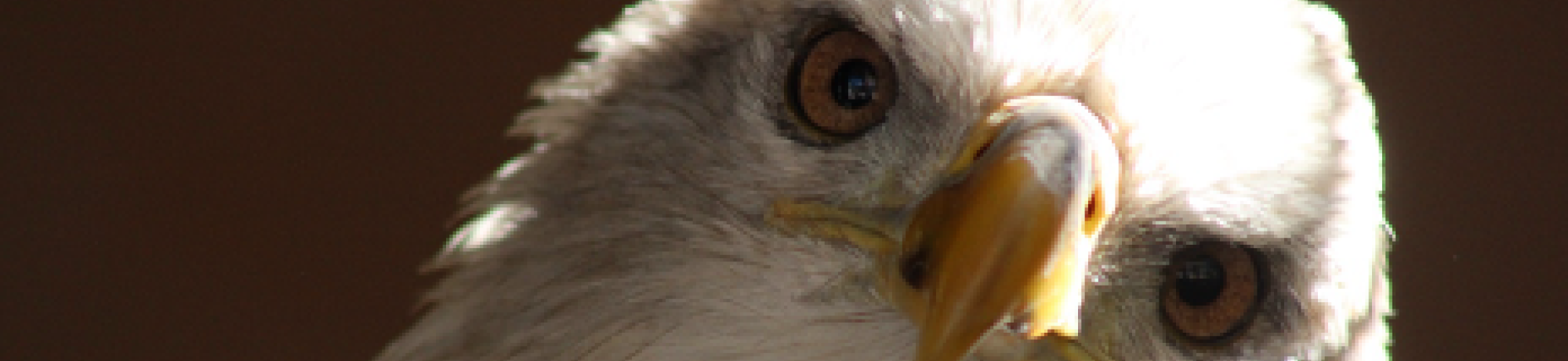bald eagle head tilt 
