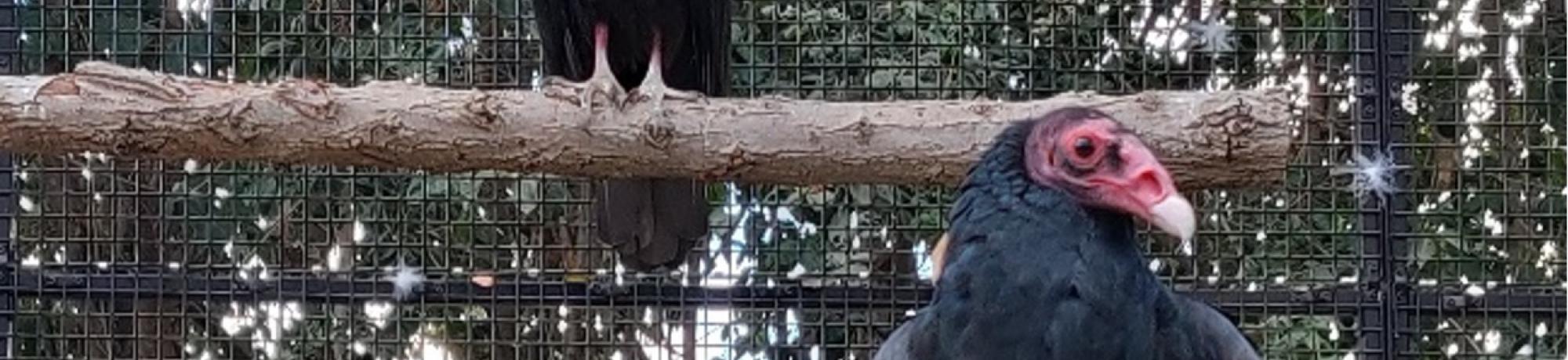 vultures